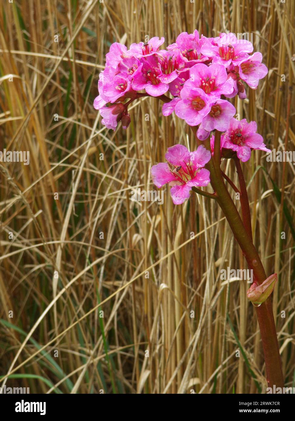 Pink flowering (bergenia) after the rain in front of cereals Stock Photo