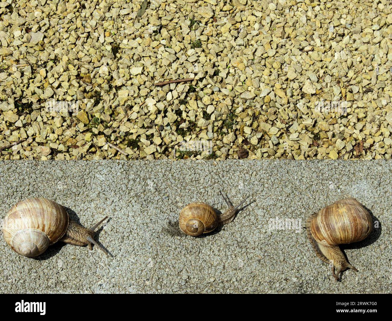 Three small snails with house on a wall, behind them decorative stones