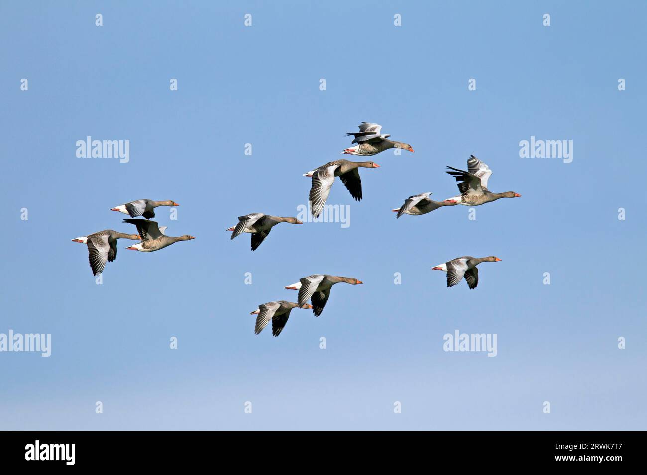 Greylag Geese reach an average weight of 3, 3 kilograms, with males usually heavier than females (Photo Greylag Geese during the migration), Greylag Stock Photo