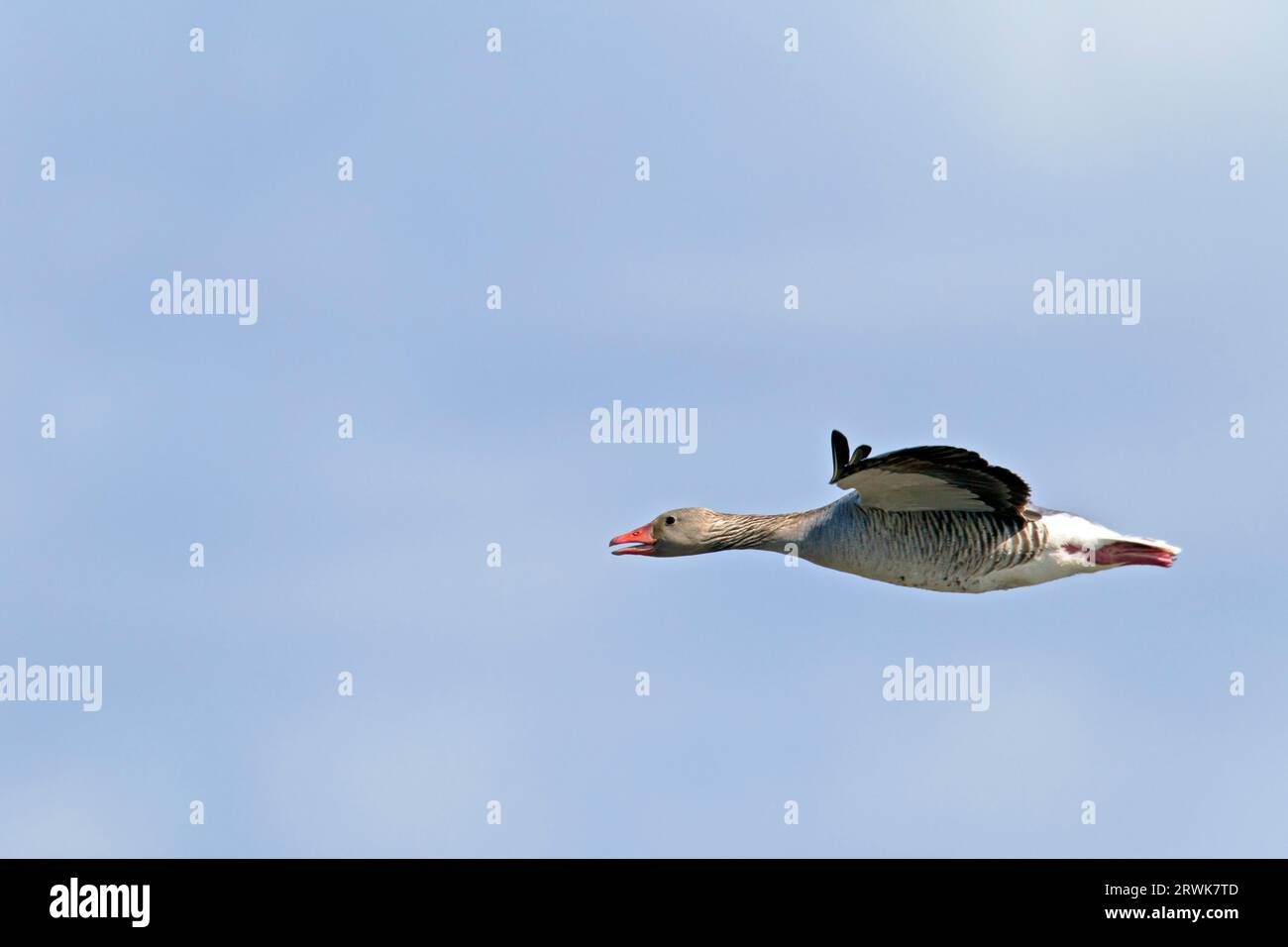 Greylag Goose (Anser anser), both parents defend and rear the chicks (Greylag Goose in flight) (Photo Greylag Goose in flight) Stock Photo