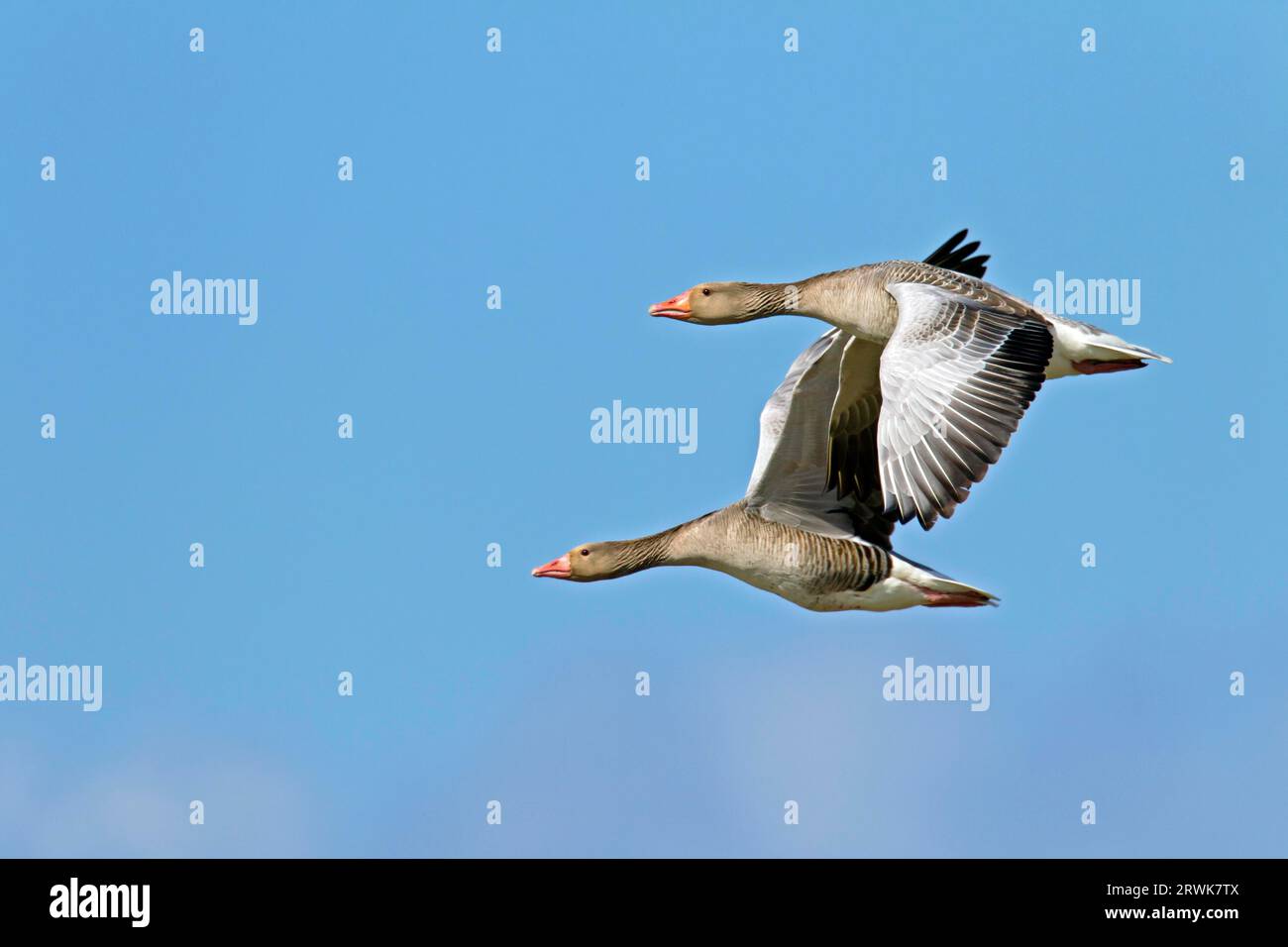 Greylag Geese reach an average weight of 3, 3 kilograms, with males usually heavier than females (Photo Greylag Geese in flight), Greylag Goose Stock Photo
