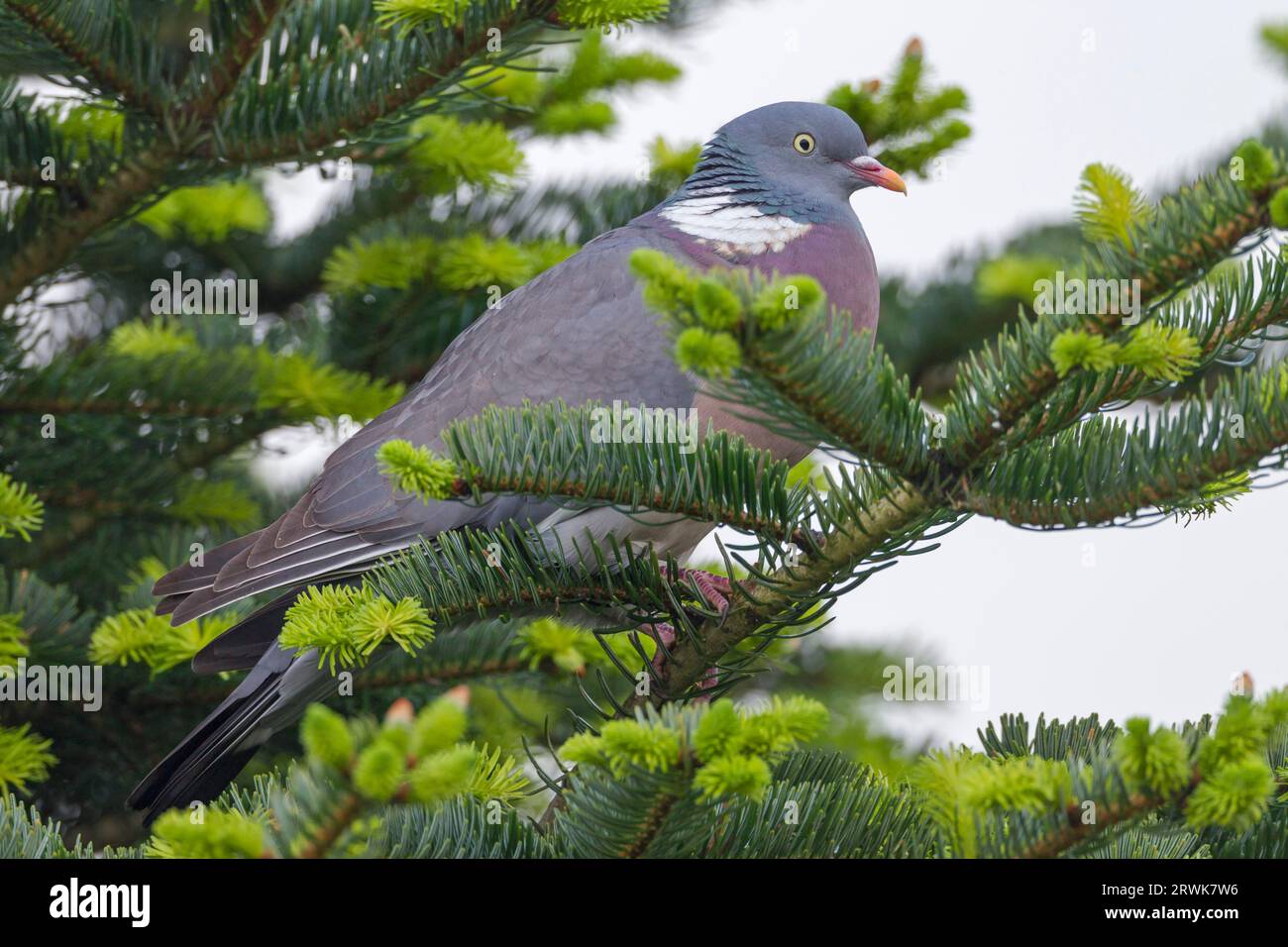 Common Wood Pigeon, the juveniles are fully formed when the birds are 6 to 8 months old (Culver) (Photo adult bird), at the age of 6, 8 months the Stock Photo