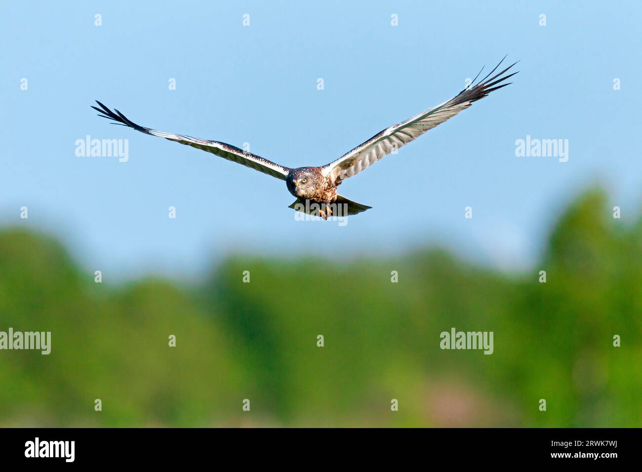 Western marsh-harriers (Circus aeruginosus) feeds on small mammals