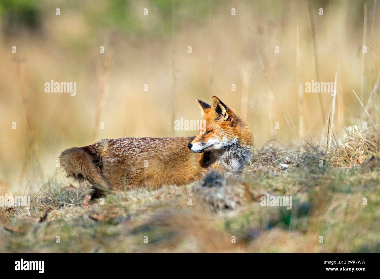 Red Fox (Vulpes vulpes), in captivity some animals live for up to 15