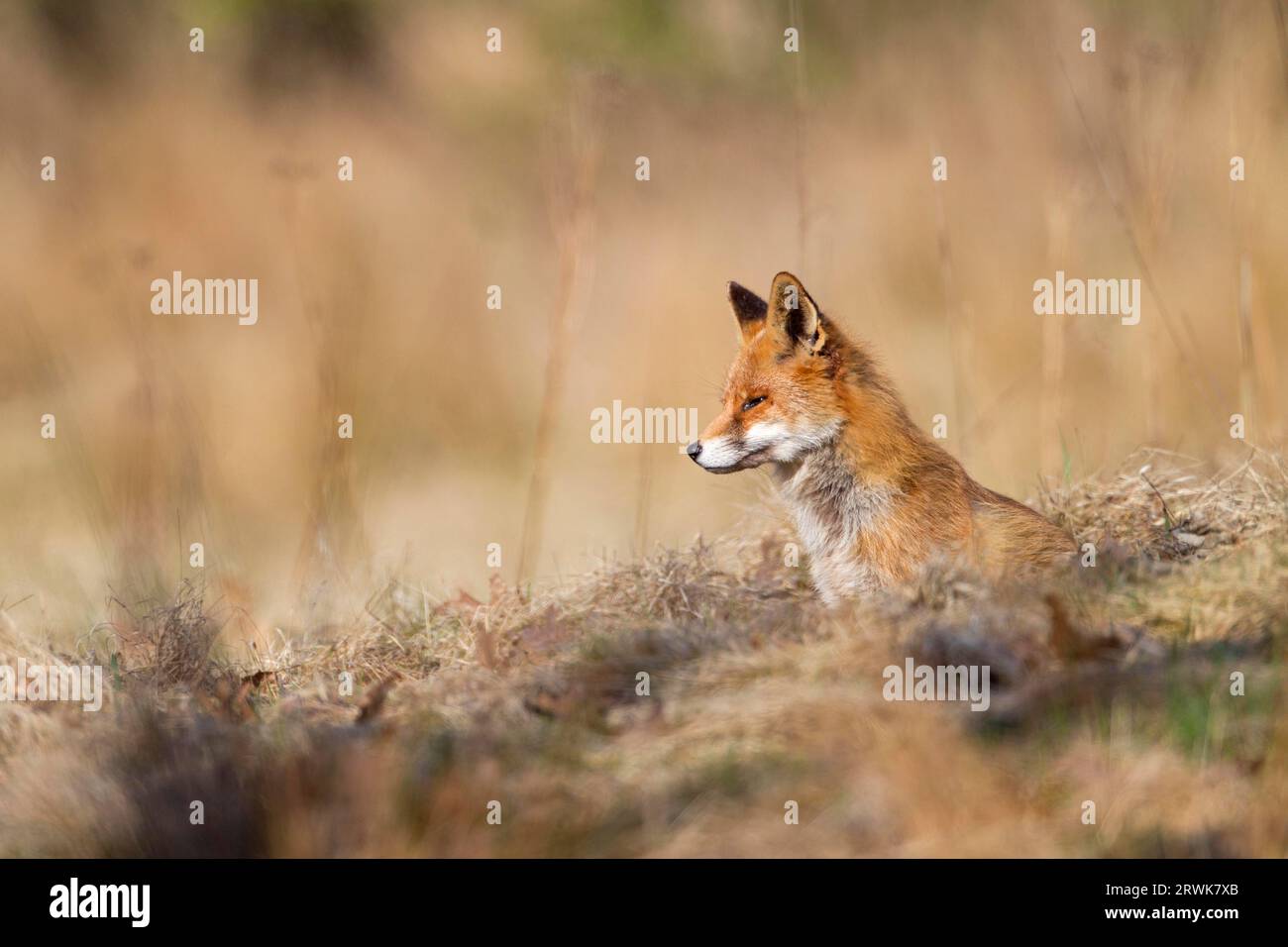 Red foxes (Vulpes vulpes) are the main carriers of rabies, in Germany this disease is considered