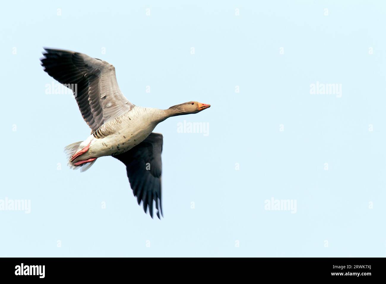 Greylag Goose (Anser anser), the chicks are fully developed and able to fly 8 to 9 weeks after hatching (Photo Greylag Goose in flight), Greylag Stock Photo