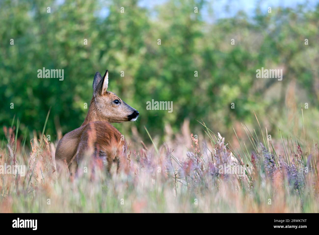 Roe deer, the daily rhythm is dominated by eating behaviour outside the rutting season (Roe Deer) (Photo European Roe Deer female in a b) (Photo Stock Photo