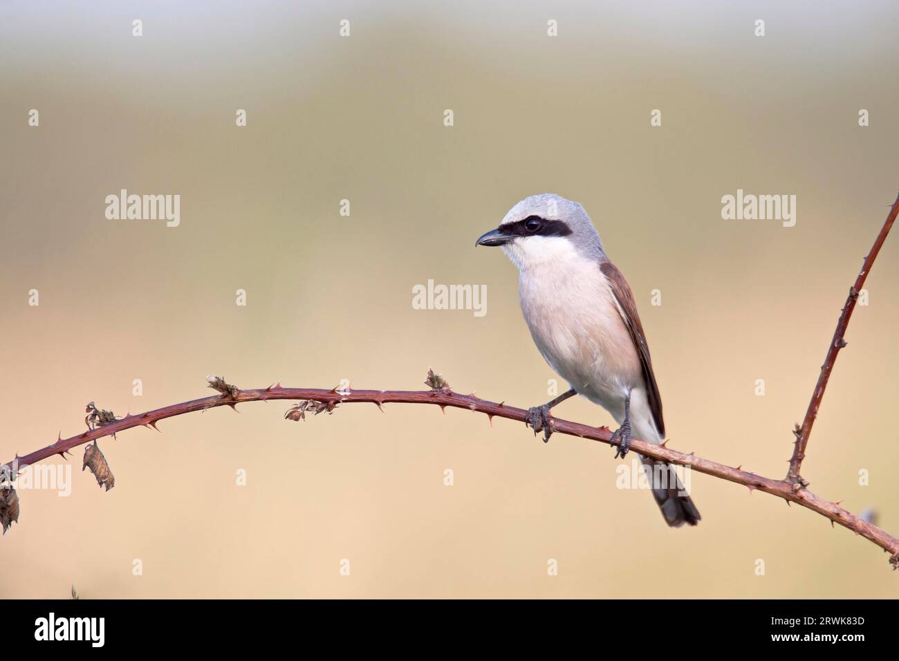 Red-backed Shrike (Lanius collurio) is looking at a LEAST CONCERN species on a global scale (Photo male bird) Stock Photo