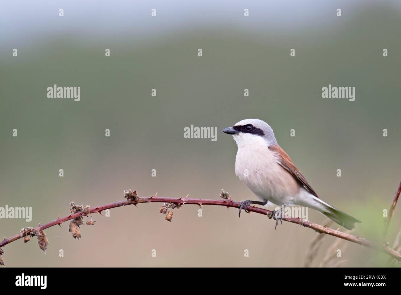 Red-backed Shrike (Lanius collurio), the chicks fledge after 14 to 16