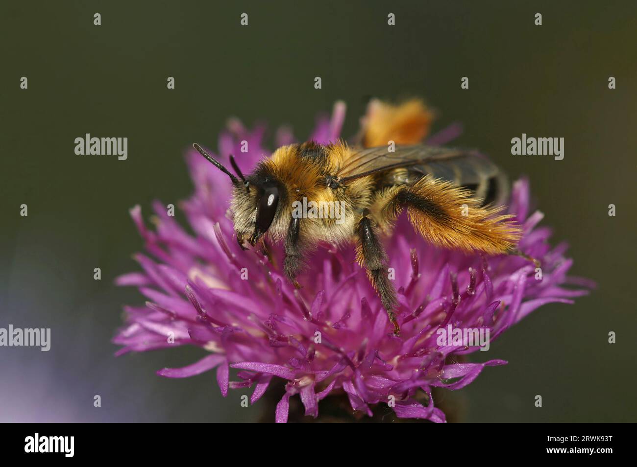 Natural closeup on a fluffy male Pantaloon bee, Dasypoda hirtipes, sitting on a yellow flower Stock Photo