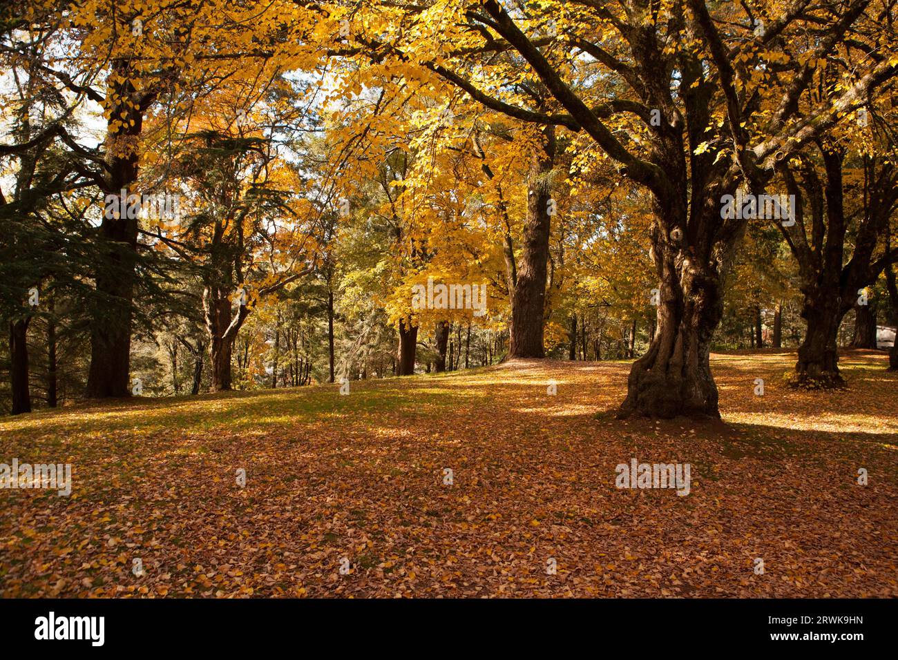 A late autumn afternoon in Daylesford, Victoria, Australia Stock Photo