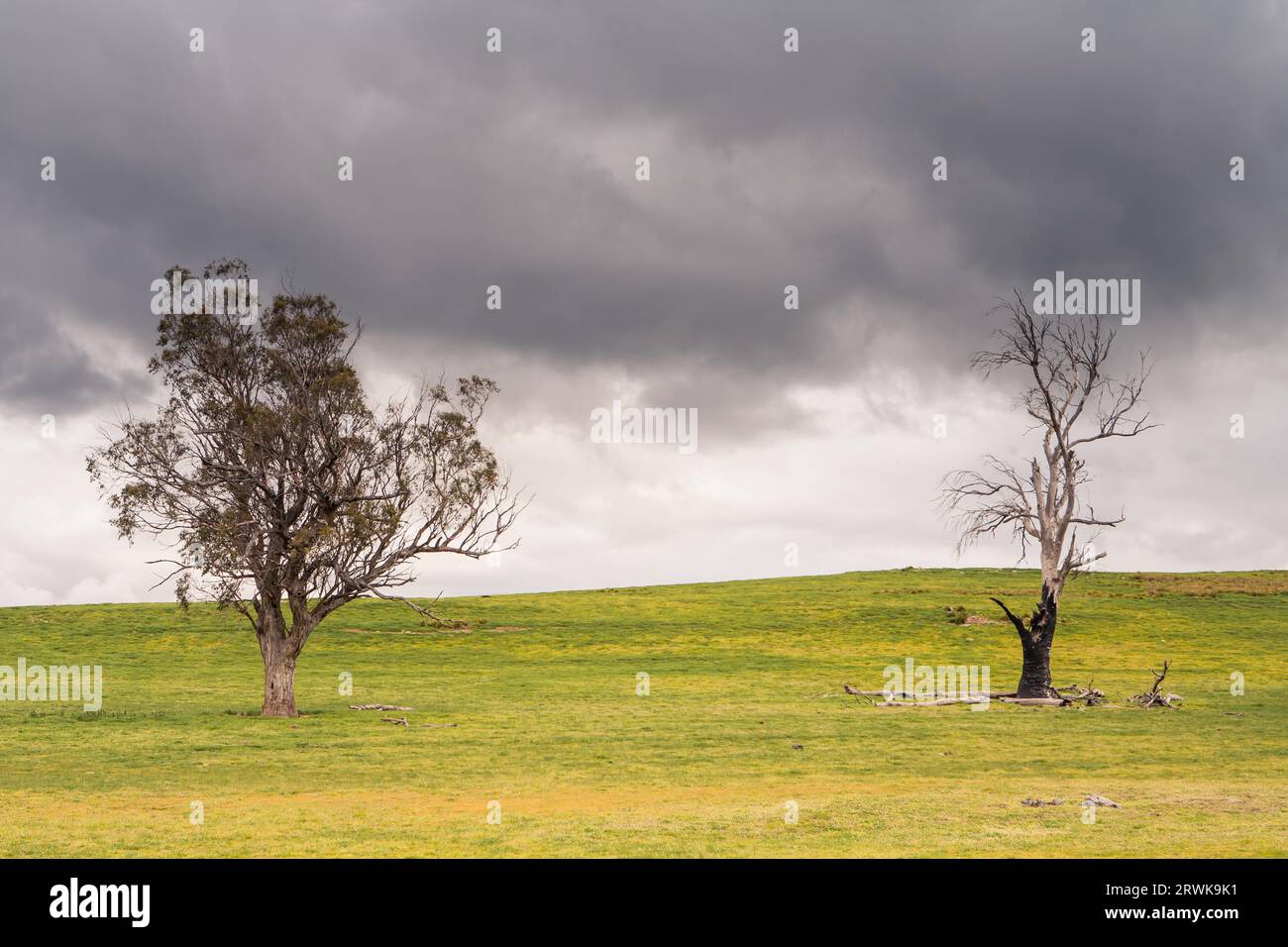 Trees in the Australian bush in a strom near Bothwell, Tasmania, Australia Stock Photo