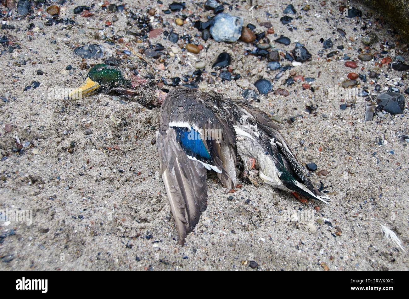 Duck murdered by bird flu Stock Photo