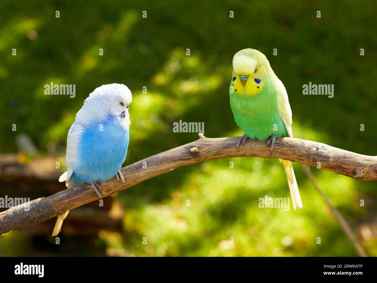The budgerigar is a species of bird that belongs to the parrot family