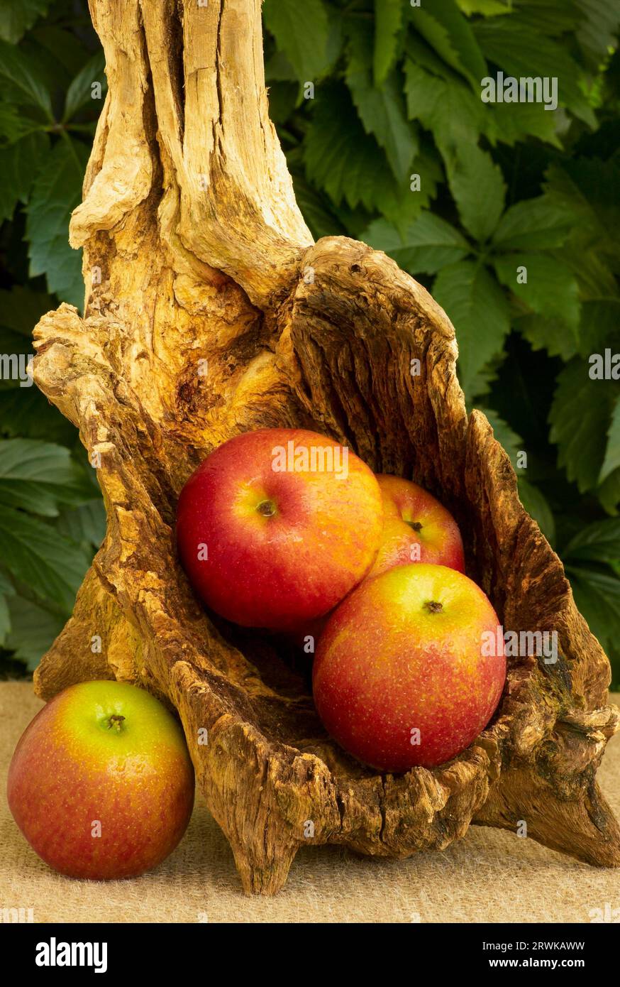 Apple tree root hi-res stock photography and images - Alamy
