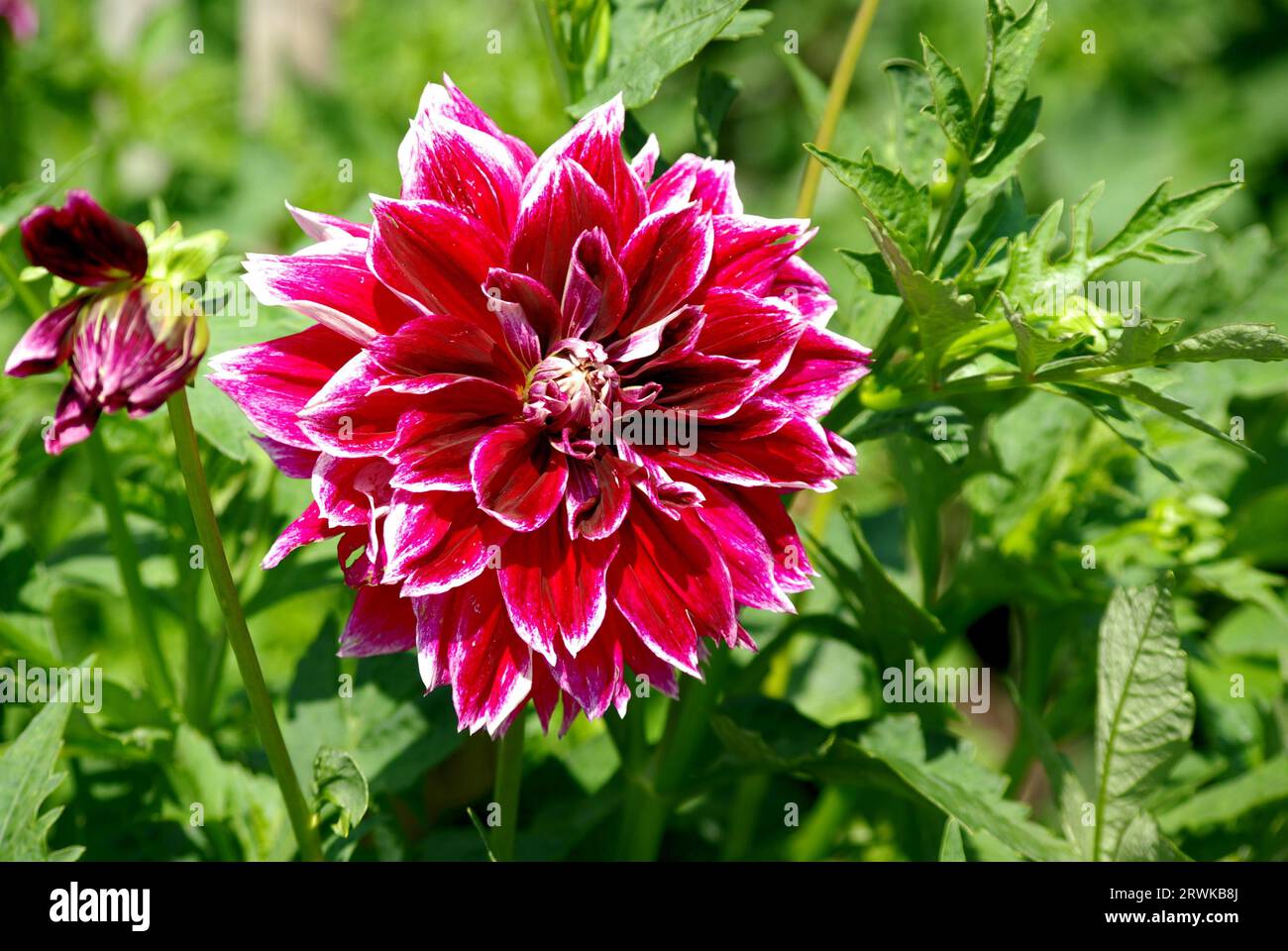 Dahlia flower border hi-res stock photography and images - Alamy
