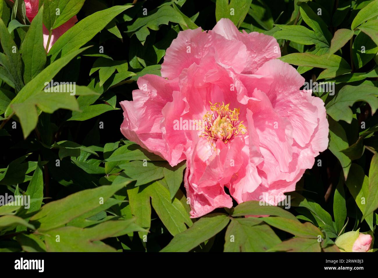 Bush peony in bloom Stock Photo