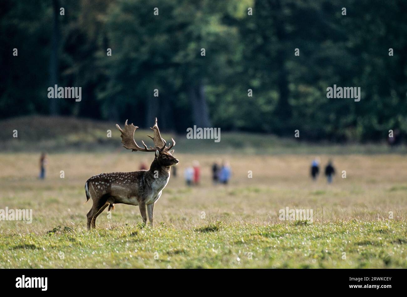 Fallow Deer stag meets walkers in a meadow, Jaegersborg, Denmark Stock Photo