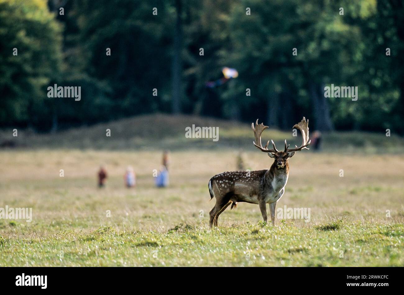 Fallow Deer stag meets walkers in a meadow, Jaegersborg, Denmark Stock Photo