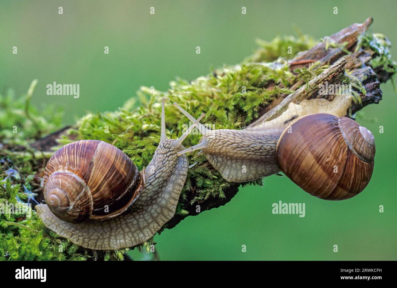 Burgundy snail (Helix pomatia) belongs to the family of land snails (Photo meeting), Burgundy Snail is a large air-breathing land snail (Roman Snail) Stock Photo