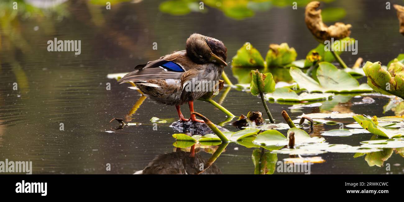 Duck washing himself in a lake pond in Stanley Park, Downtown Vancouver