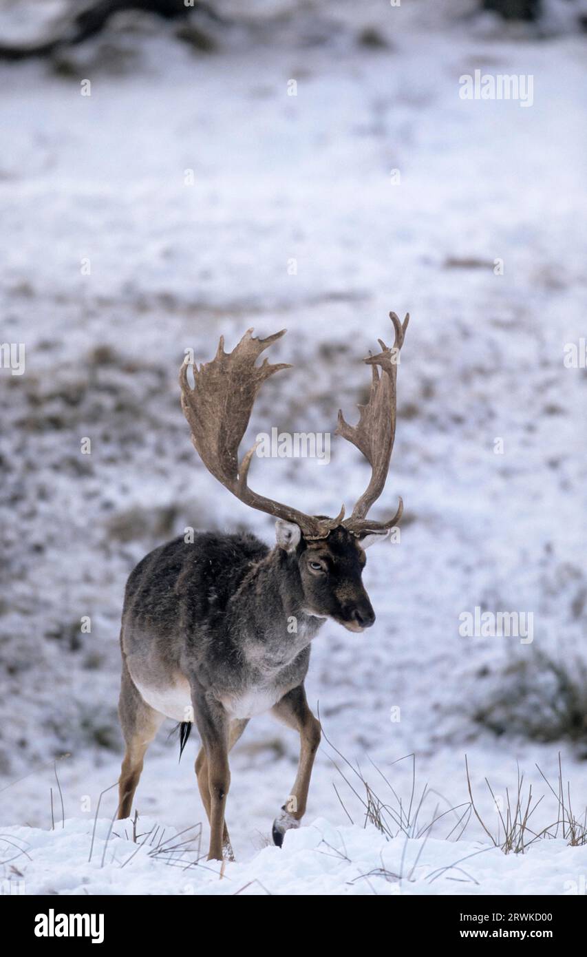 Fallow Deer (Cervus dama) (Fallow Deer stag in winter), Dama dama (dama) Stock Photo