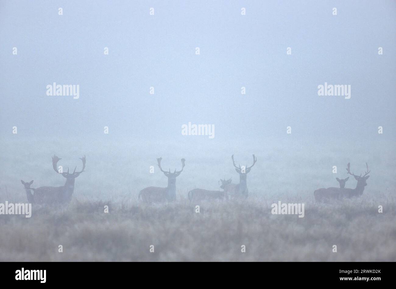 Fallow Deer (Cervus dama) (Fallow deer stags in fog), Dama dama (dama) Stock Photo