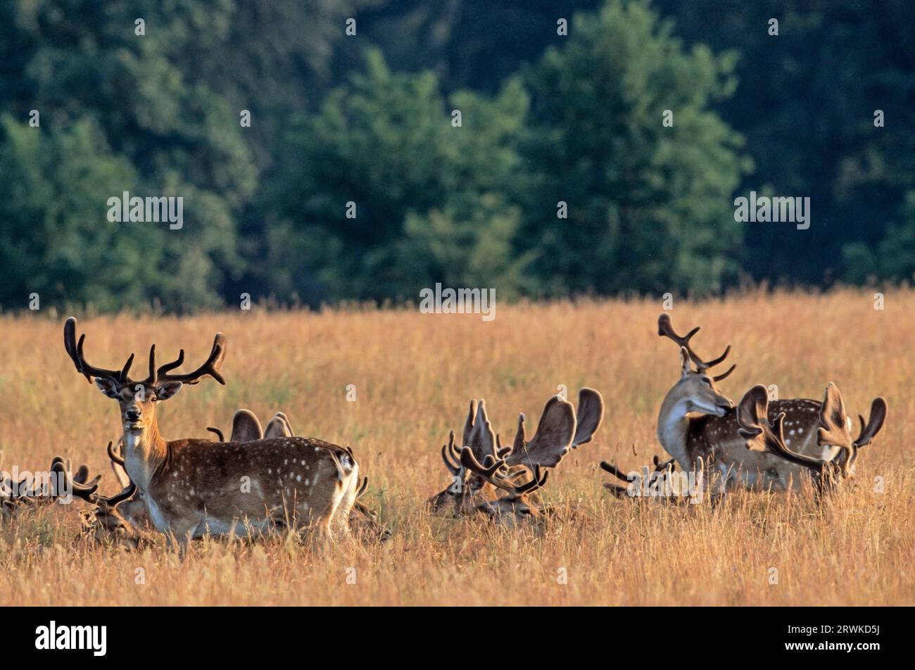 Fallow Deer (Cervus dama) (Stags with velvet antlers), Dama dama (dama) Stock Photo
