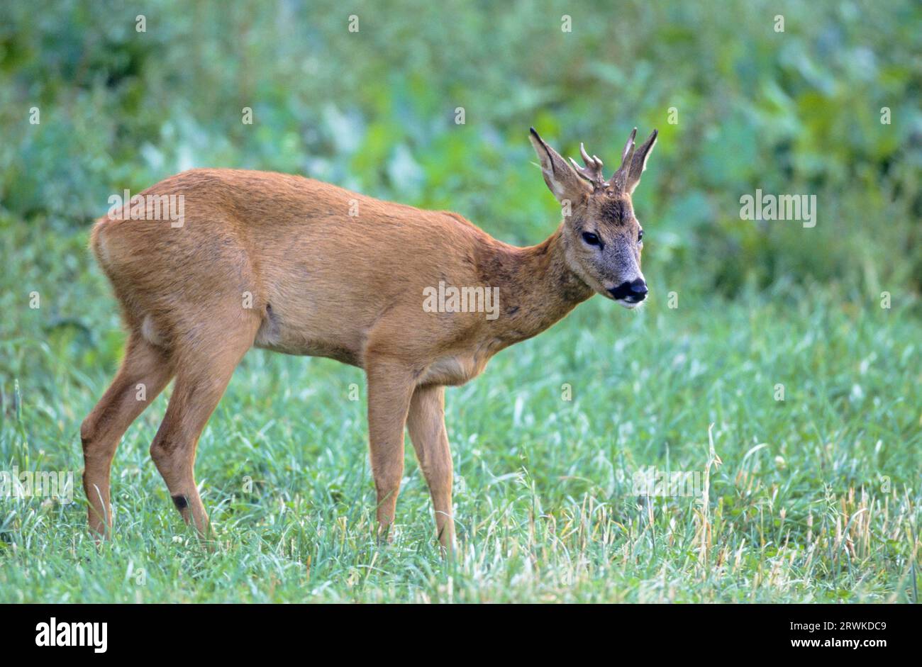 Roe Deer buck, yearling with abnormal antler standing in a forest