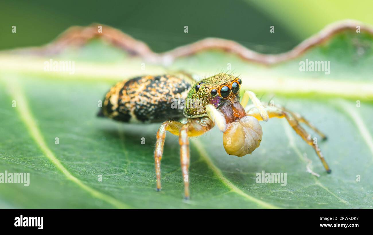 A Jumping spider on green leaf, Selective focus, Macro photos. Stock Photo