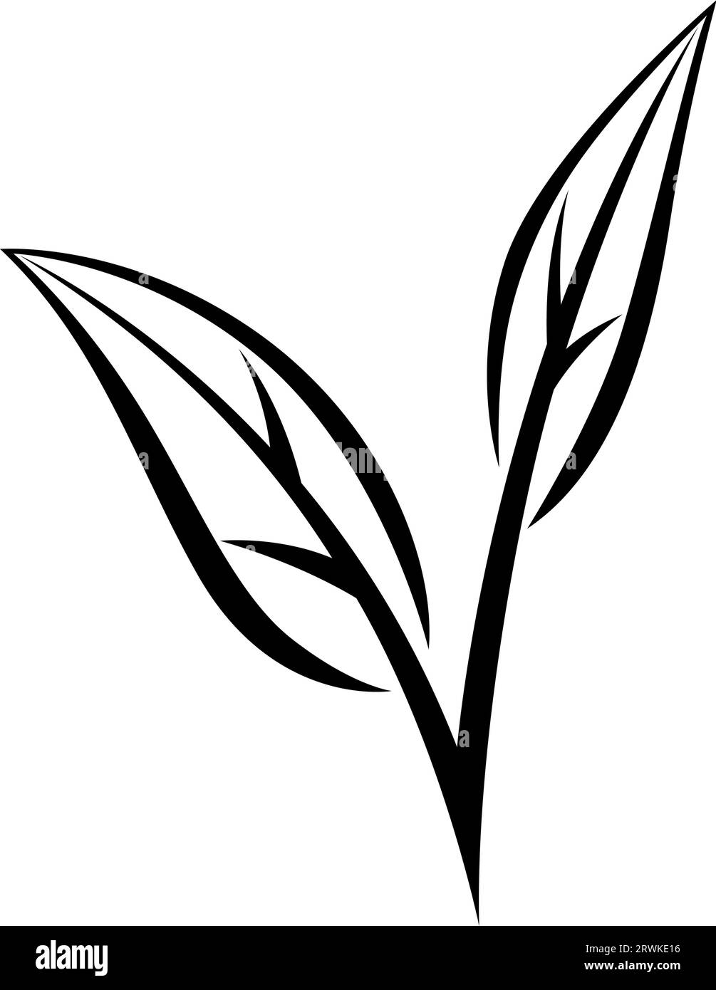 Leaves of green tea. Illustration of traditional drink Stock Vector