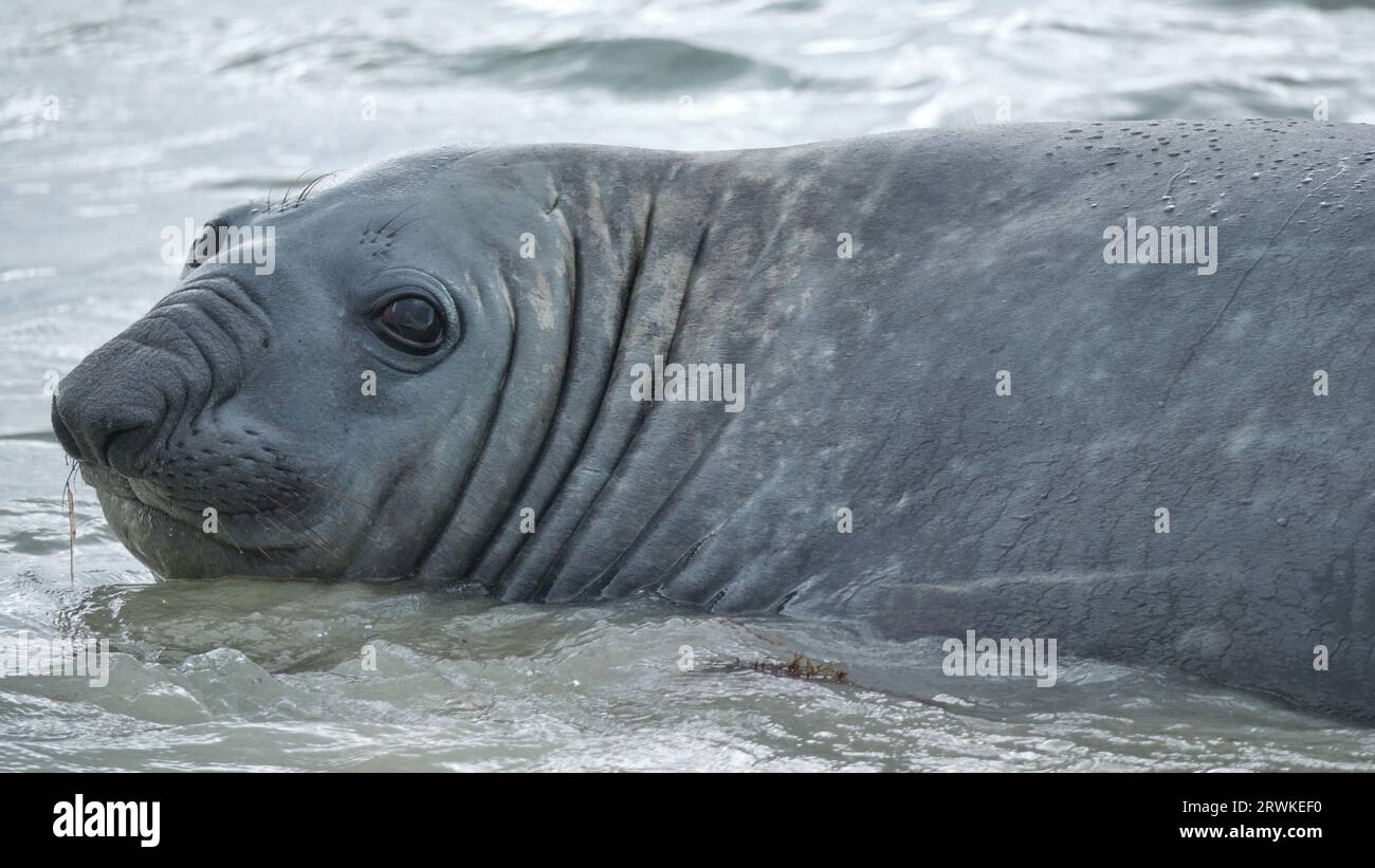 A young male Southern Elephant Seal, Mirounga leonina, on the beach and recently moulted, Augusta, Western Australia Stock Photo