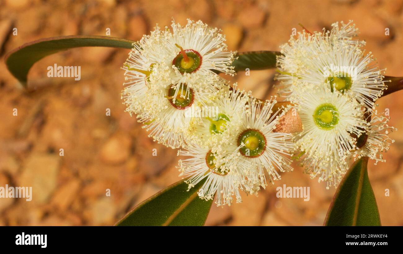 The cream flowers of of a jarrah tree, Eucalyptus marginata, Western Australia Stock Photo