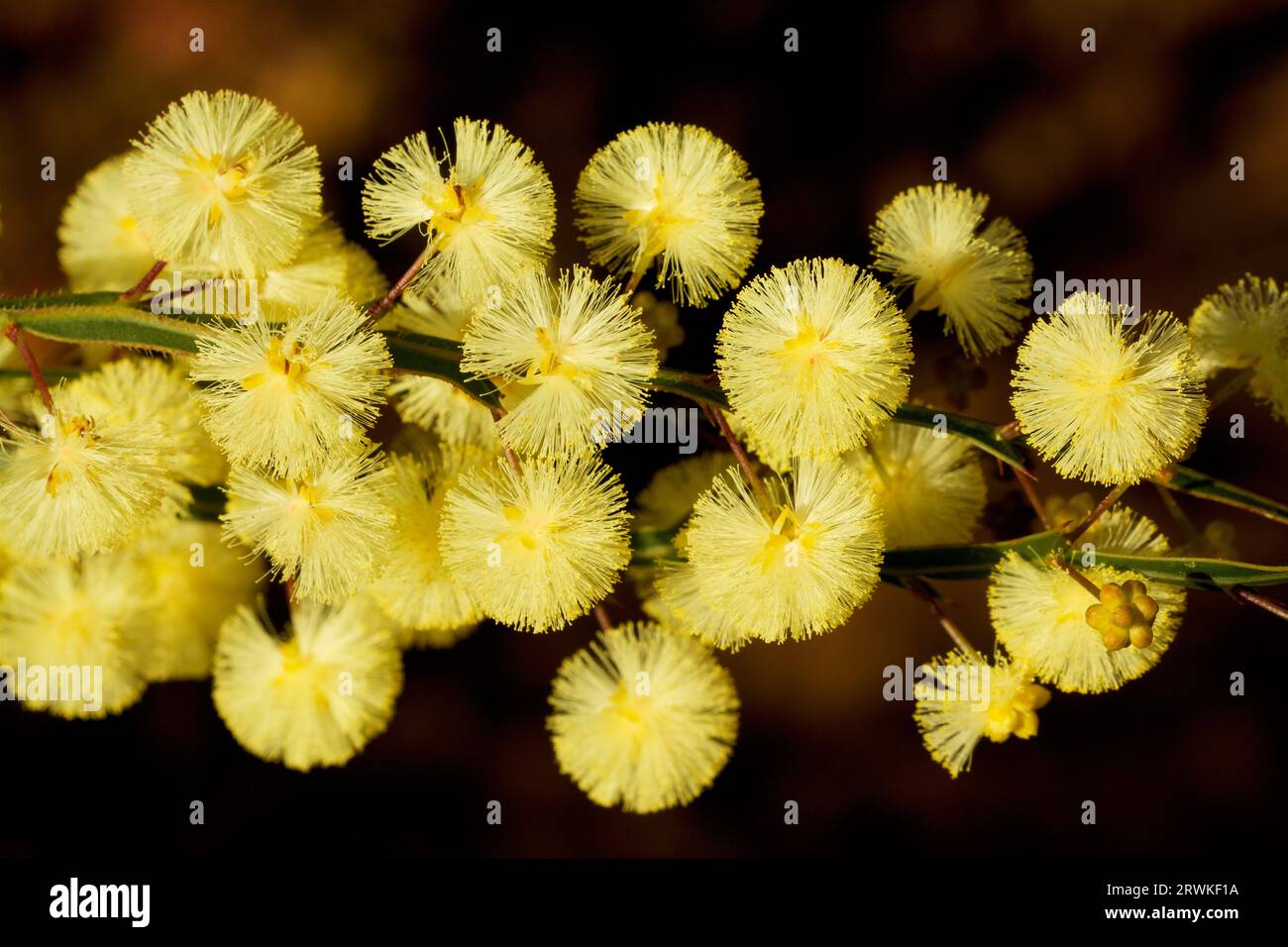 The cream flowers of Winged Wattle, Acacia alata, Western Australia Stock Photo
