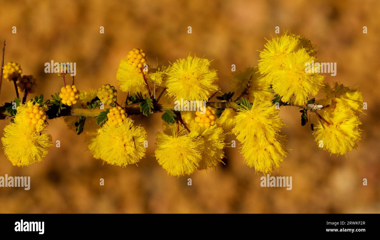The yellow flowers of Prickly Moses, Acacia pulchella, Western Australia Stock Photo