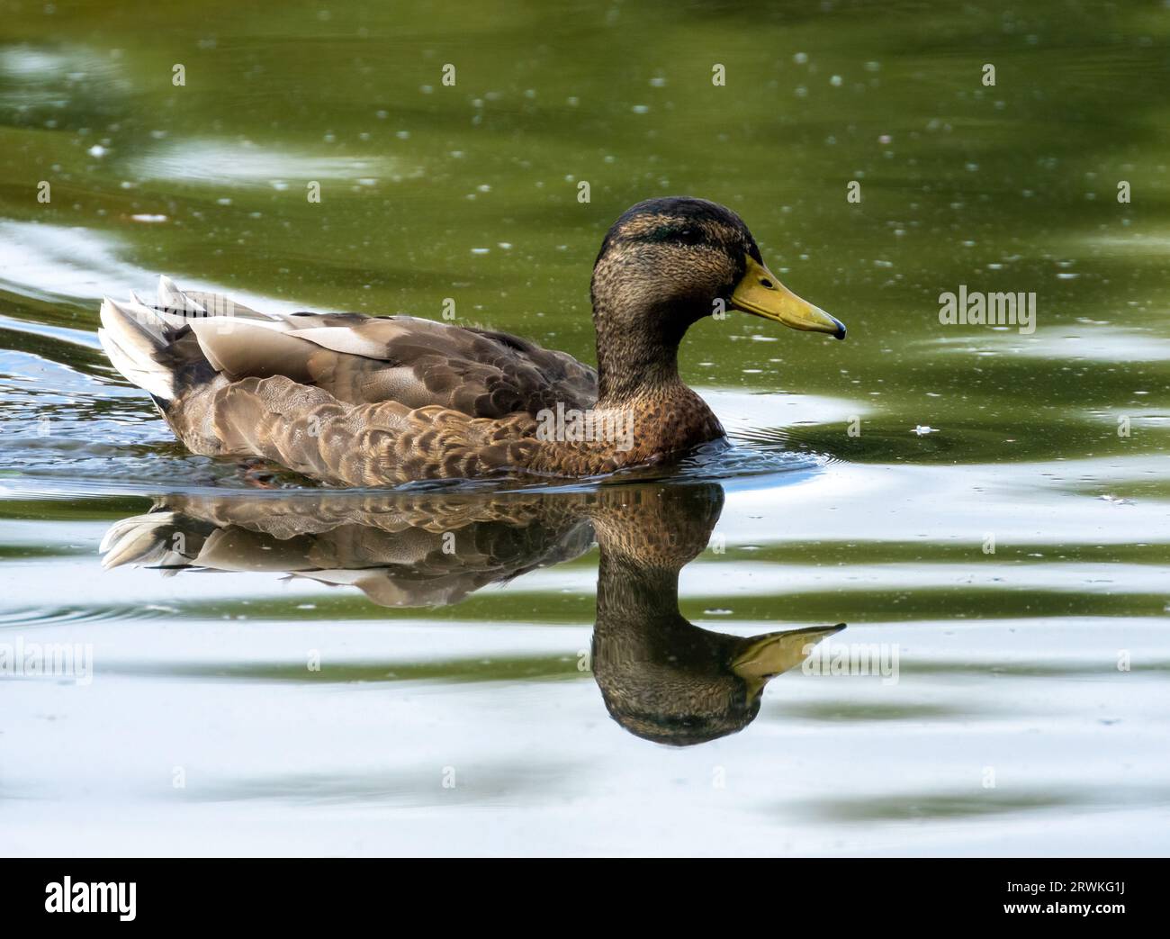 Duck Waving Beautiful side on close up of a duck swimming in a pond with beautiful ...