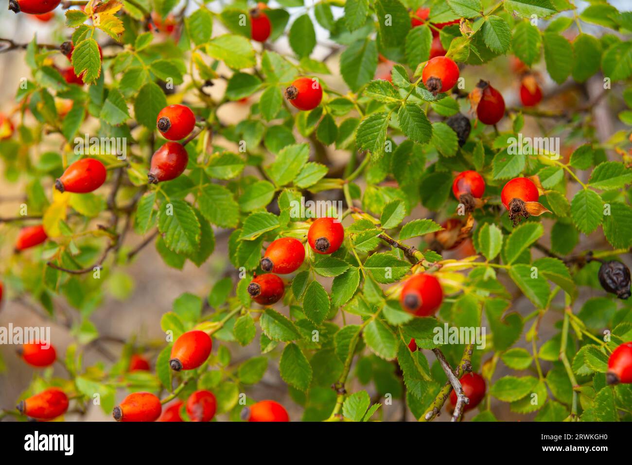 Berries of wild rose. Stock Photo