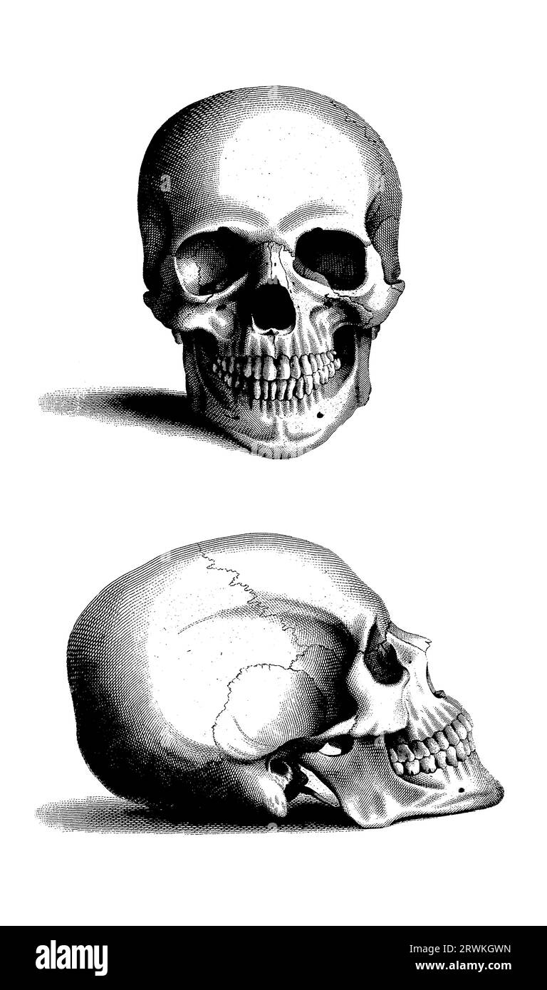 Human Skeleton Head (Skull), Vintage Engraving - Anatomy Drawings Head Bones Stock Photo
