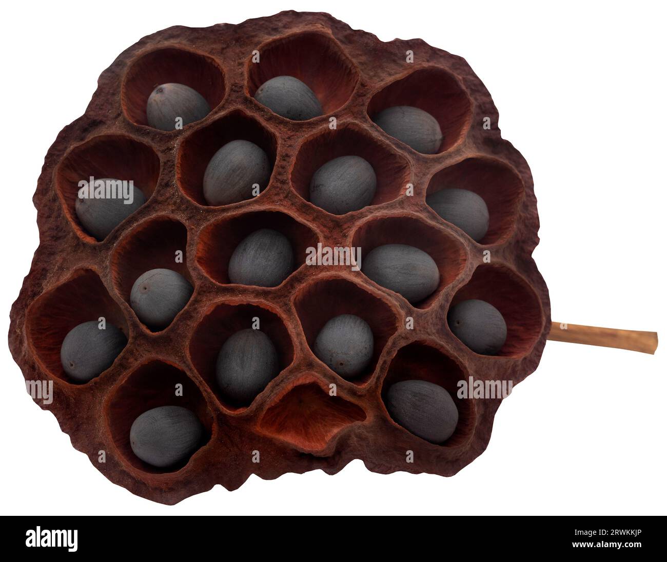 Lotus seed in a large pod Stock Photo
