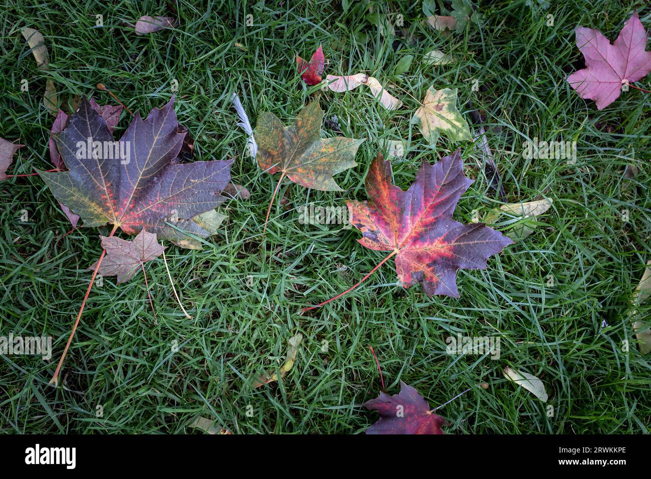 The beautiful colours in the dead dying fallen Sycamore tree leaves in