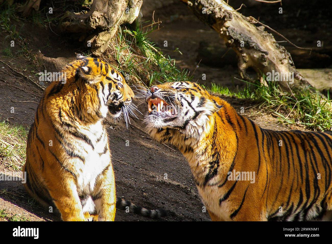 Sumatran Tiger pair, in tiger enclosure in Bioparc Fuengirola, Fuengirola Zoo, Costa del Sol, Spain, Europe Stock Photo