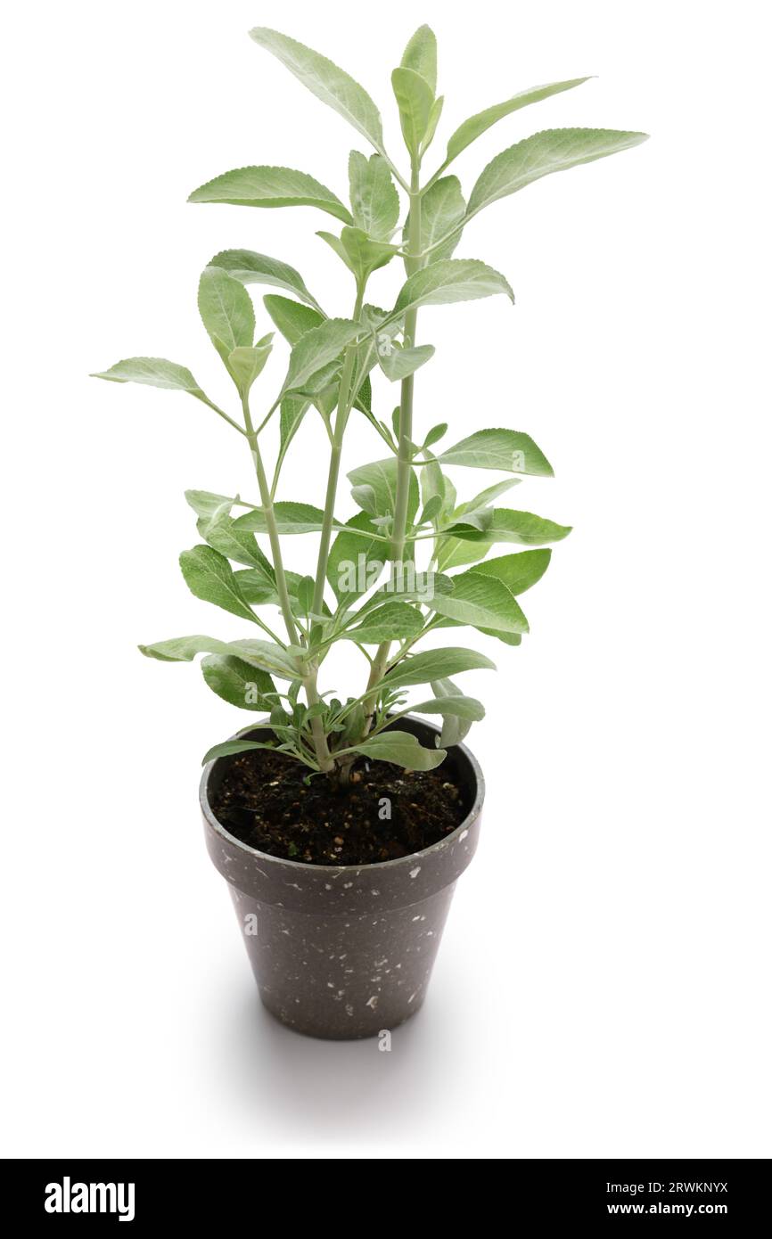Potted white sage isolated on a white background. White sage is dried, bundled and used as smudging sticks. Stock Photo