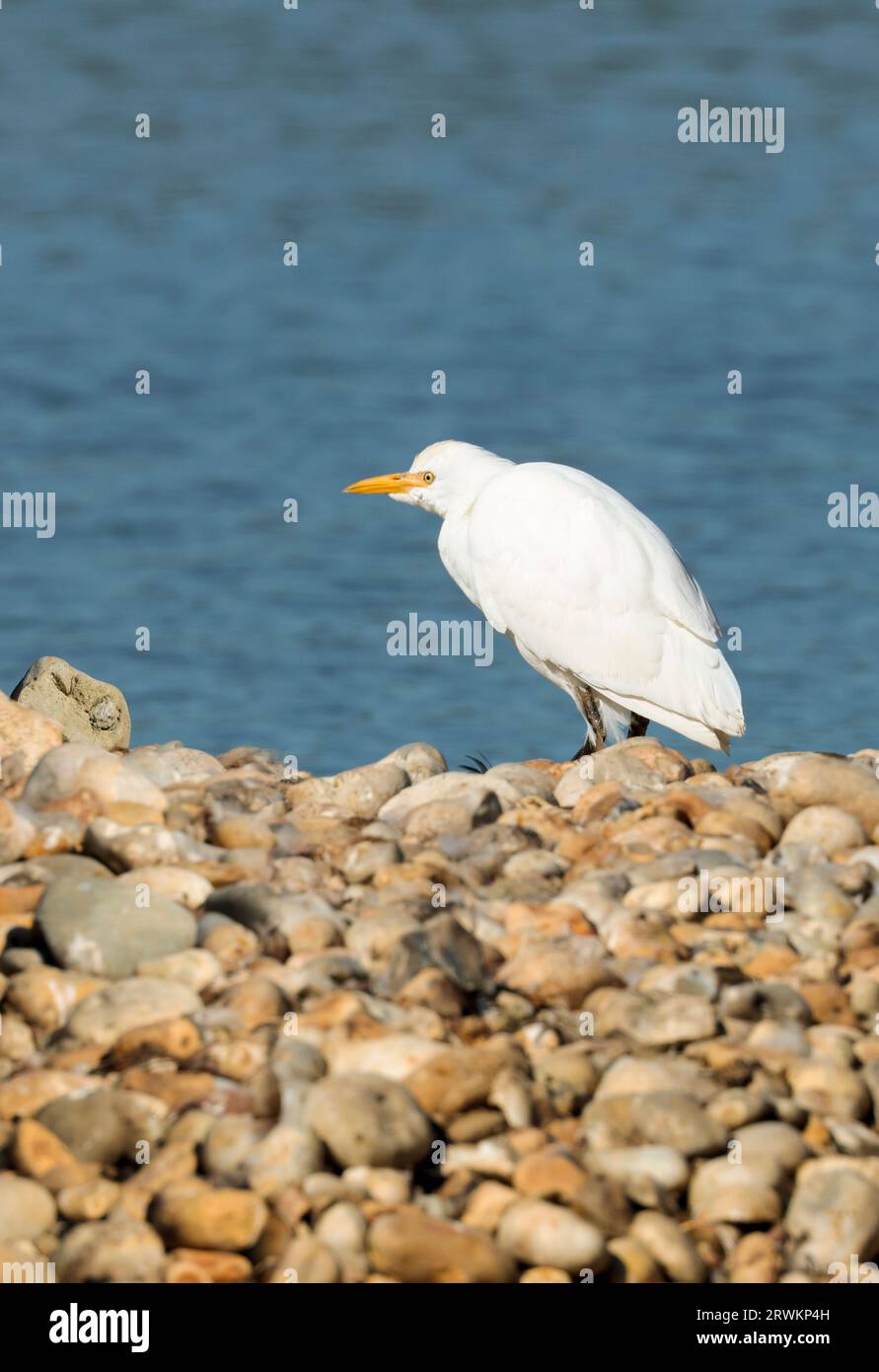 Cattle egret Bubulcus ibis, smaller than little egret with shorter yellow bill yellowish grey legs and white plumage sometimes with yellowish markings Stock Photo