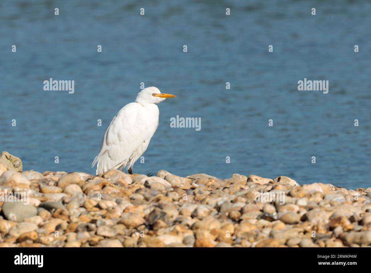 Cattle egret Bubulcus ibis, smaller than little egret with shorter yellow bill yellowish grey legs and white plumage sometimes with yellowish markings Stock Photo
