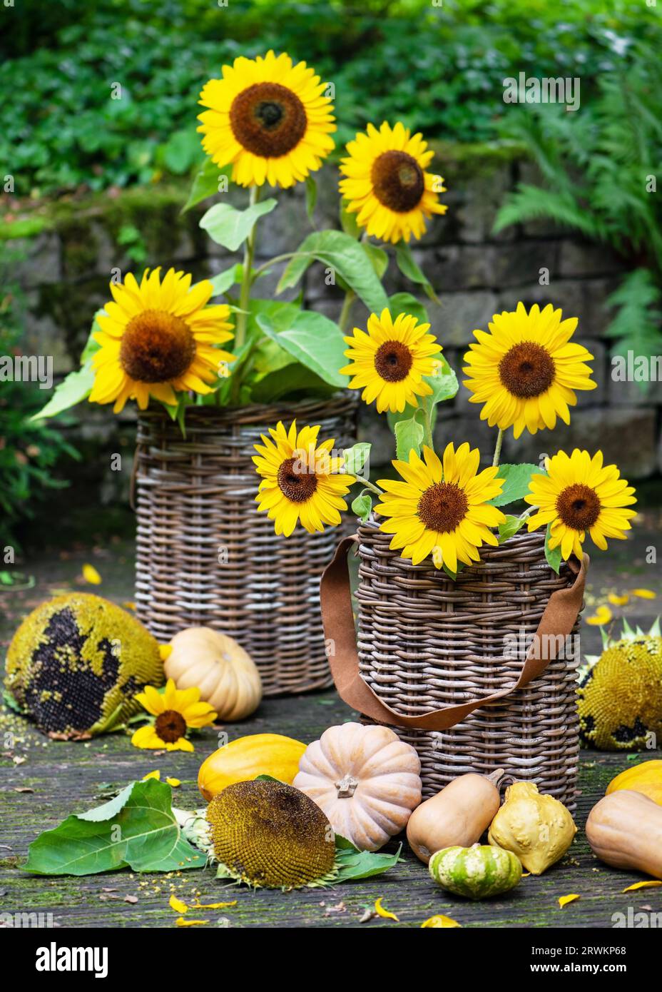 Beautiful garden still life with yellow sunflowers in rustic wicker
