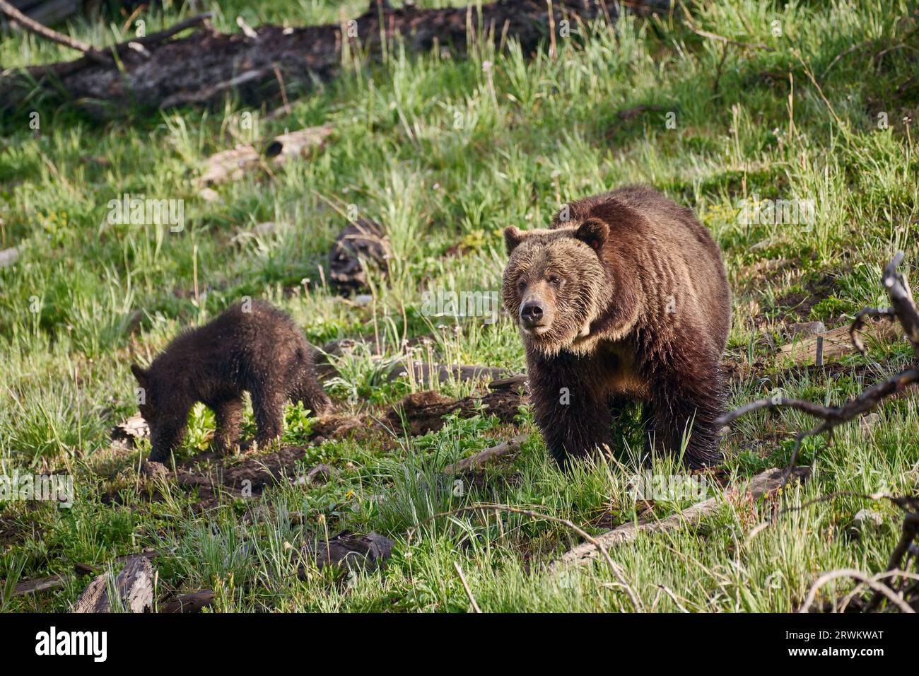 Grizzly bear sow with cubs, Ursus arctos horribilis, Yellowstone National Park, Wyoming, United States of America Stock Photo