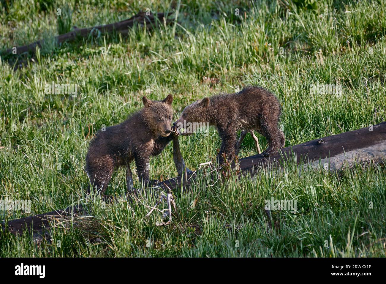playing Grizzly bear cubs, Ursus arctos horribilis, Yellowstone National Park, Wyoming, United States of America Stock Photo