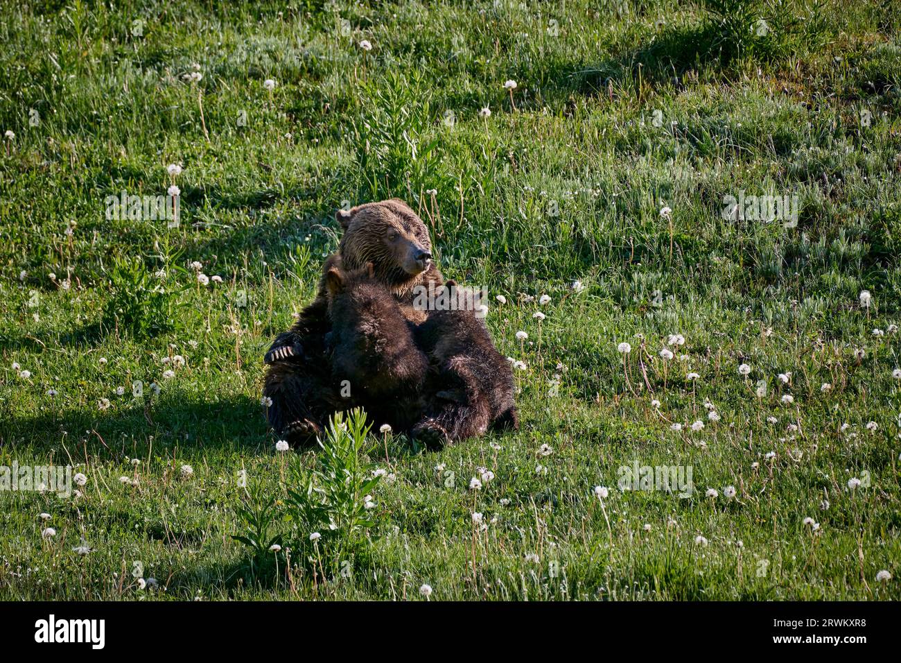 Grizzly bear sow nursing her cubs, Ursus arctos horribilis, Yellowstone National Park, Wyoming, United States of America Stock Photo