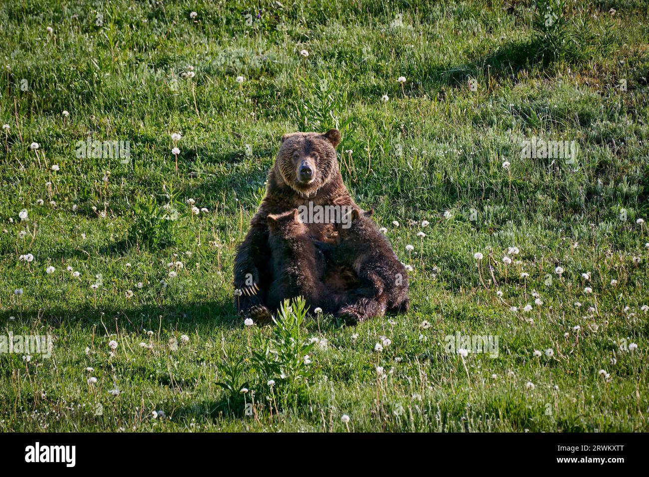 Grizzly bear sow nursing her cubs, Ursus arctos horribilis, Yellowstone National Park, Wyoming, United States of America Stock Photo