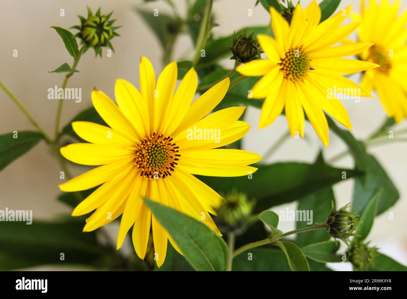 a bouquet of The Jerusalem artichoke, also called sunroot, sunchoke, wild sunflower, topinambur